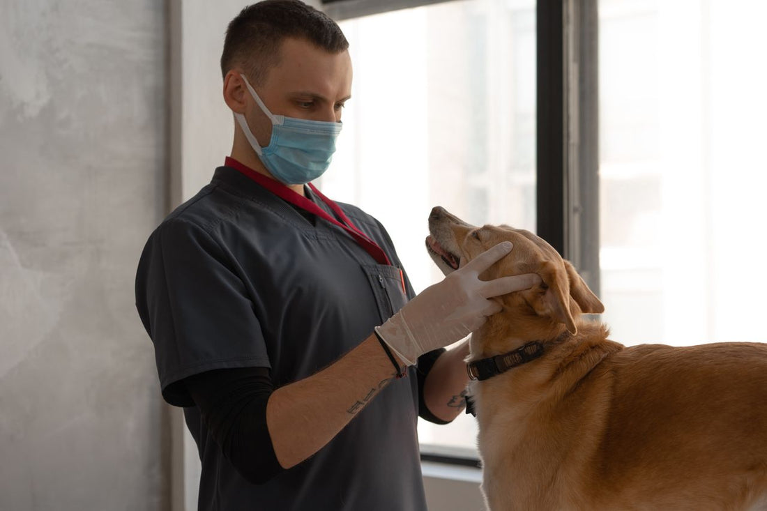 Patili Dostlarımızın Kahramanlarına En Güzel Teşekkür: Veterinere Hediye Rehberi